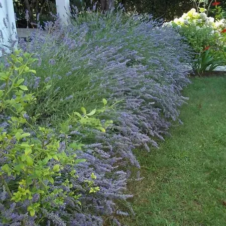 With Parking Space Petrcane, Zadar - 23558 Appartamento *